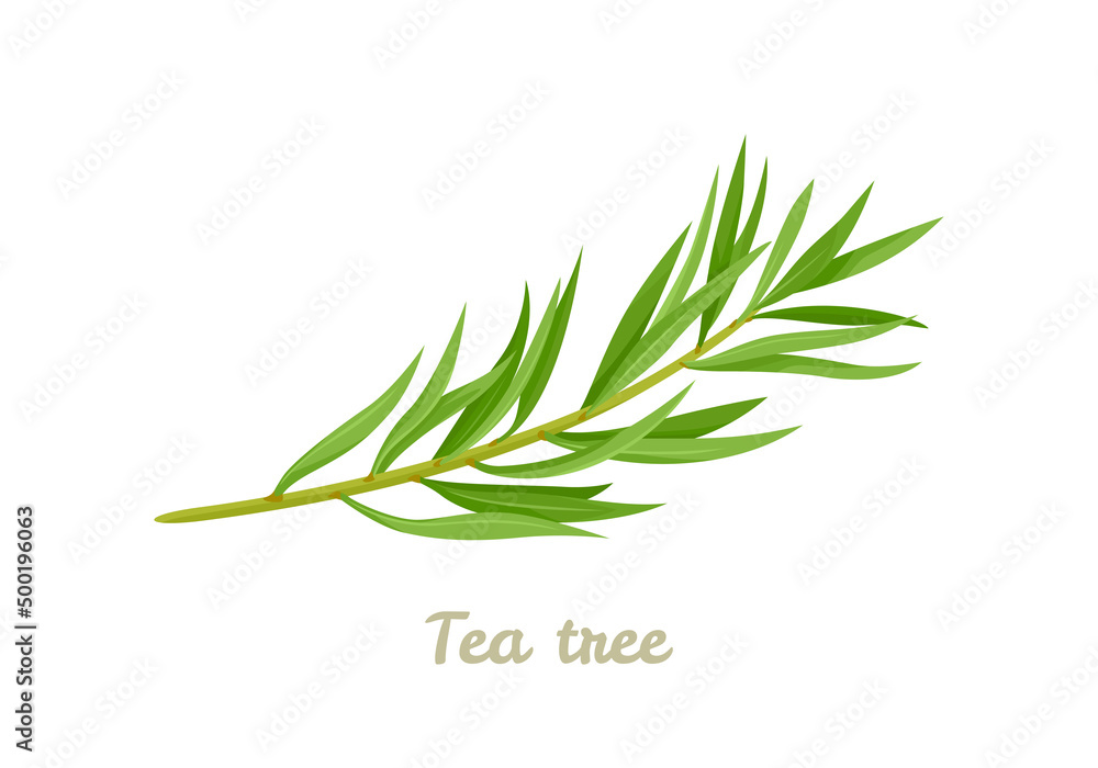 Tea tree. Melaleuca alternifolia branch isolated on white background