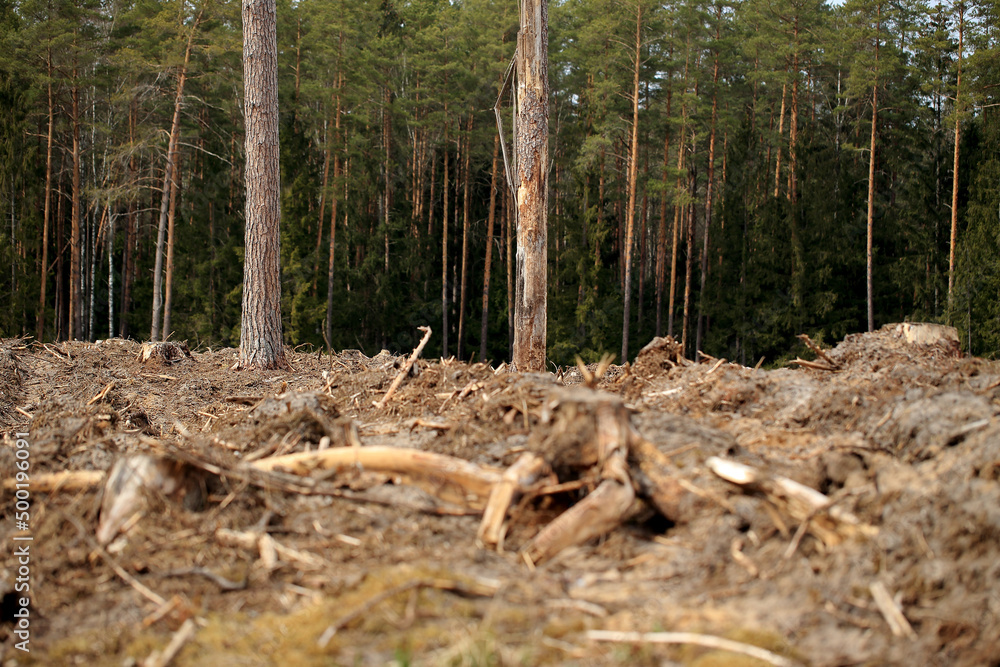 Stumps after cut trees in the Augustów Primeval Forest (Poland)