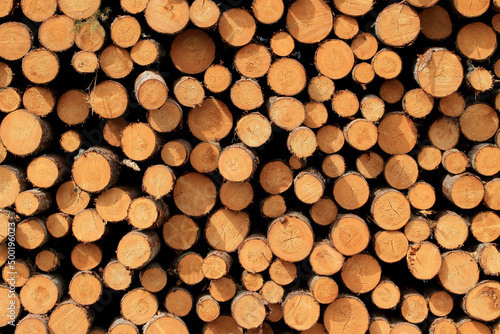 Obraz na płótnie Wood in stock in the Augustów Primeval Forest w salonie