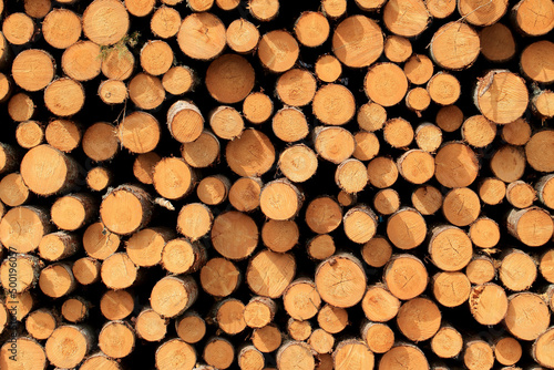 Obraz na płótnie Wood in stock in the Augustów Primeval Forest w salonie
