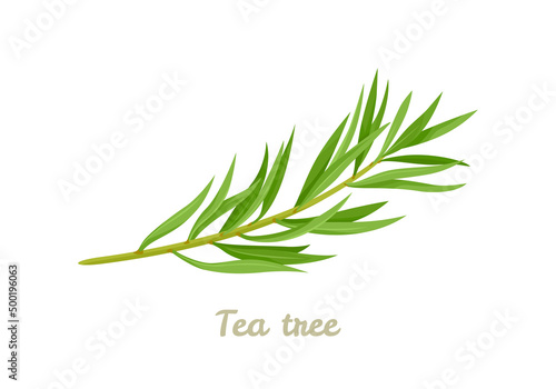 Tea tree. Melaleuca alternifolia branch isolated on white background. Vector illustration of  medical plant in cartoon flat style.