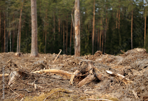 Obraz na płótnie Stumps after cut trees in the Augustów Primeval Forest (Poland) w salonie