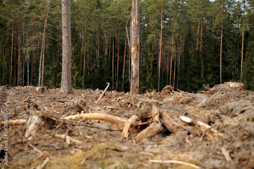 Obraz na płótnie Stumps after cut trees in the Augustów Primeval Forest (Poland) w salonie