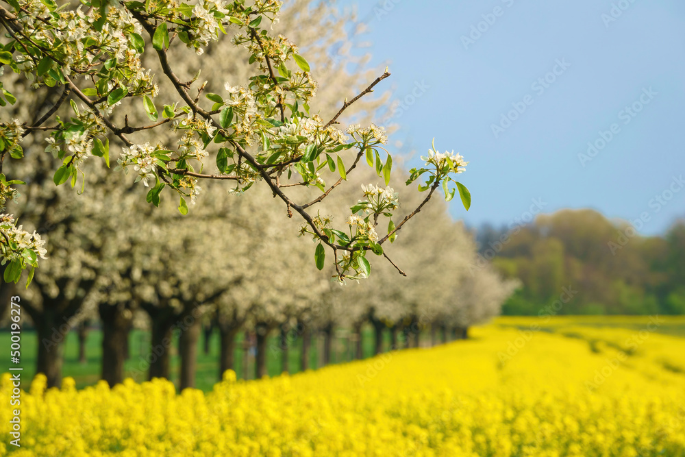 Der blühende Ast eines Kirschbaums mit einem blühenden Rapsfeld im Hintergrund Der blühende Ast eines Kirschbaums mit einem blühenden Rapsfeld im Hintergrund