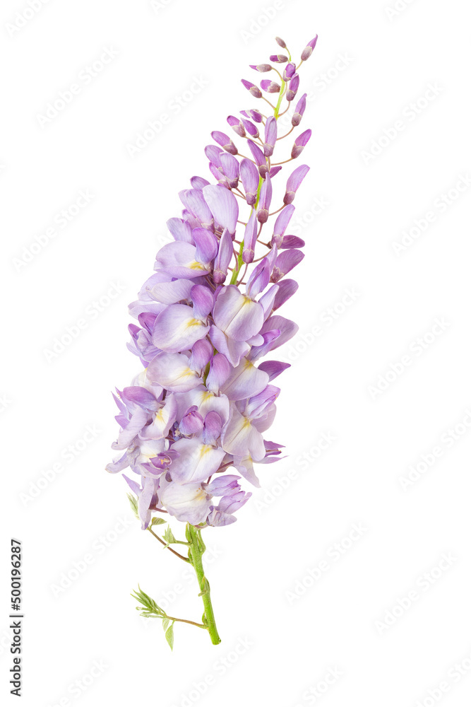 Beautiful purple flower Wisteria sinensis or Blue rain, Chinese wisteria isolated on a white background 