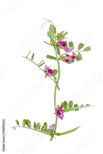 closeup of purple pink beautiful flowers with leaves of Vicia sativa, common garden vetch, nitrogen-fixing blooming legume plant isolated on white