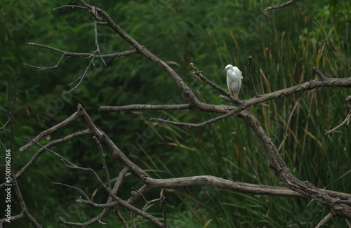 Real hature heron dird in the wild he rest  on the twigs after find the fish. photo