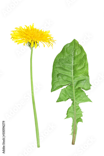 yellow wild flowers dandelion with a green leaf isolated on a white background 