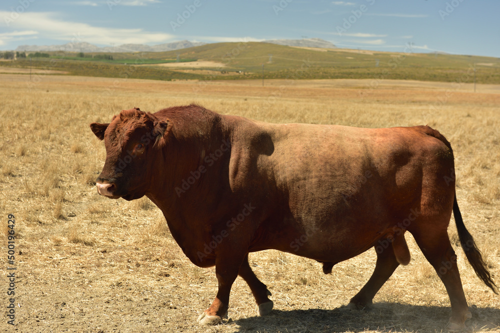 An awesome Angus bull in the dry grassland of the Koue Bokkeveld in the Western Cape of South Africa An awesome Angus bull in the dry grassland of the Koue Bokkeveld in the Western Cape of South Africa