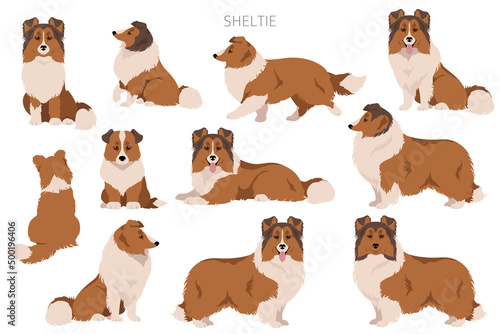 Sheltie, Shetland sheepdog clipart. Different poses, coat colors set