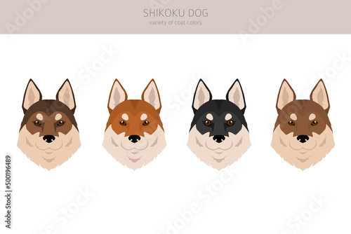 Shikoku dog coat colors, different poses clipart