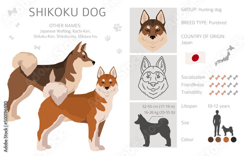 Shikoku dog coat colors, different poses clipart