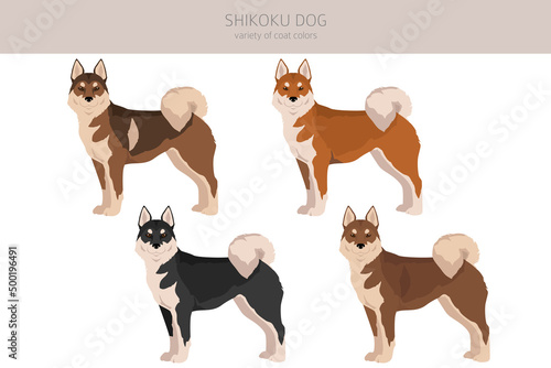 Shikoku dog coat colors, different poses clipart