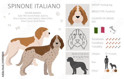 Spinone Italiano coat colors, different poses clipart