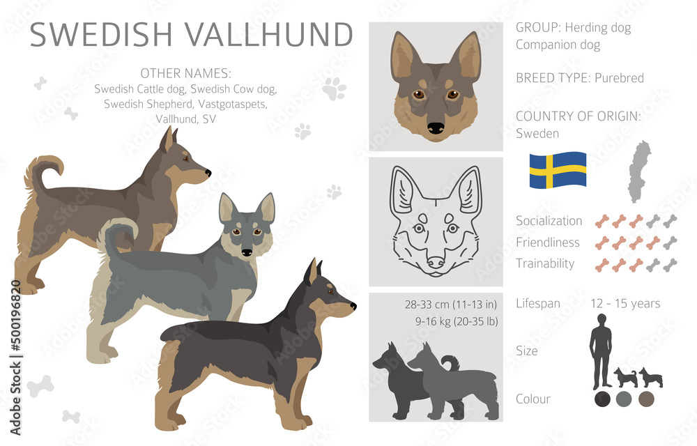 Swedish Vallhund coat colors, different poses clipart