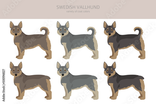 Swedish Vallhund coat colors, different poses clipart