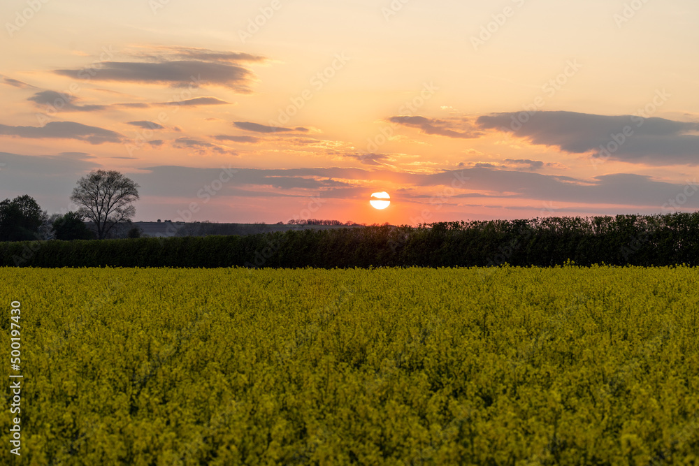 sunset over the yellow rapeseed field