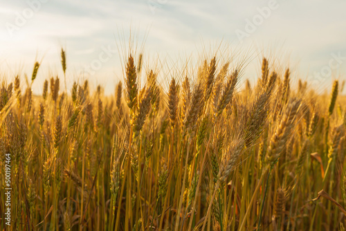 Field of ripe wheat spikelets close-up food harvest
