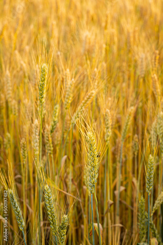 Close up of yellow wheat field with grains outdoor food © Olha Afanasieva