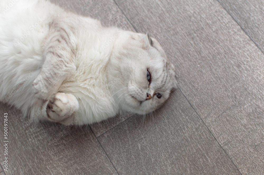 Fluffy beautiful white cat posing lying on a studio blue background. Resting, lazy cat at home on the floor Fluffy beautiful white cat posing lying on a studio blue background. Resting, lazy cat at home on the floor