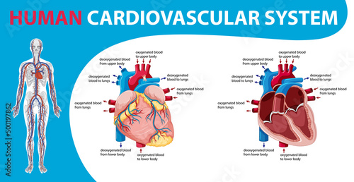 Human internal organ with heart