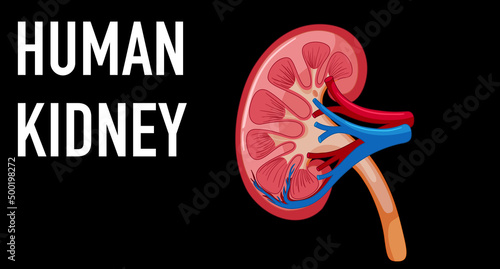 Human internal organ with kidney