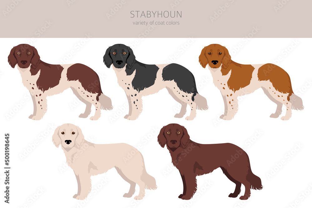 Stabyhoun coat colors, different poses clipart.