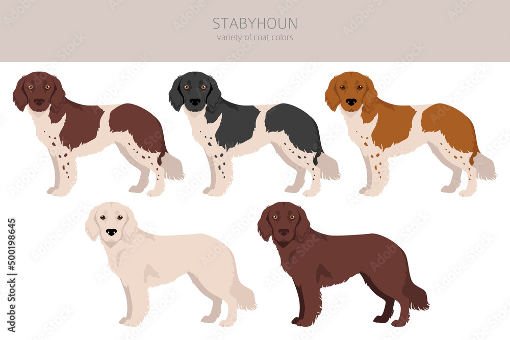 Stabyhoun coat colors, different poses clipart. Stabyhoun coat colors, different poses clipart.