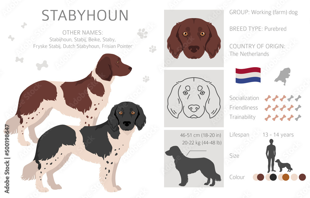 Stabyhoun coat colors, different poses clipart.