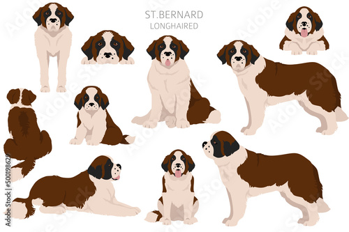 St Bernard longhaired coat colors, different poses clipart photo