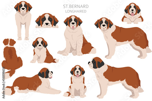 St Bernard longhaired coat colors, different poses clipart photo