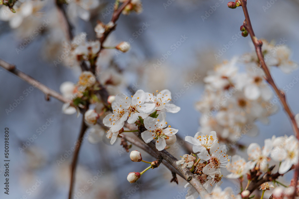Wiosna na łąkach. Rosnące na nich drzewa owocowe mają gałęzie obsypane drobnymi, białymi kwiatami. Jest słoneczny dzień. - obrazy, fototapety, plakaty 