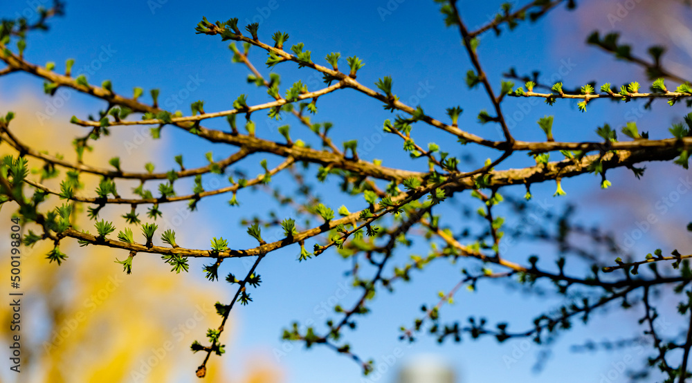 Fresh young green leaves on the branch of  tree growing in spring.