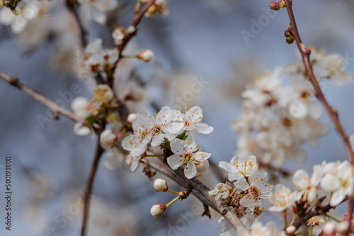 Wiosna na łąkach. Rosnące na nich drzewa owocowe mają gałęzie obsypane drobnymi, białymi kwiatami. Jest słoneczny dzień.