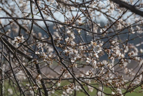 Wiosna na łąkach. Rosnące na nich drzewa owocowe mają gałęzie obsypane drobnymi, białymi kwiatami. Jest słoneczny dzień. © boguslavus