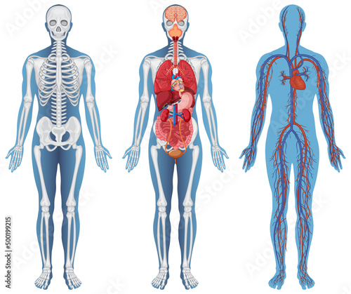 Anatomical Structure Human Bodies