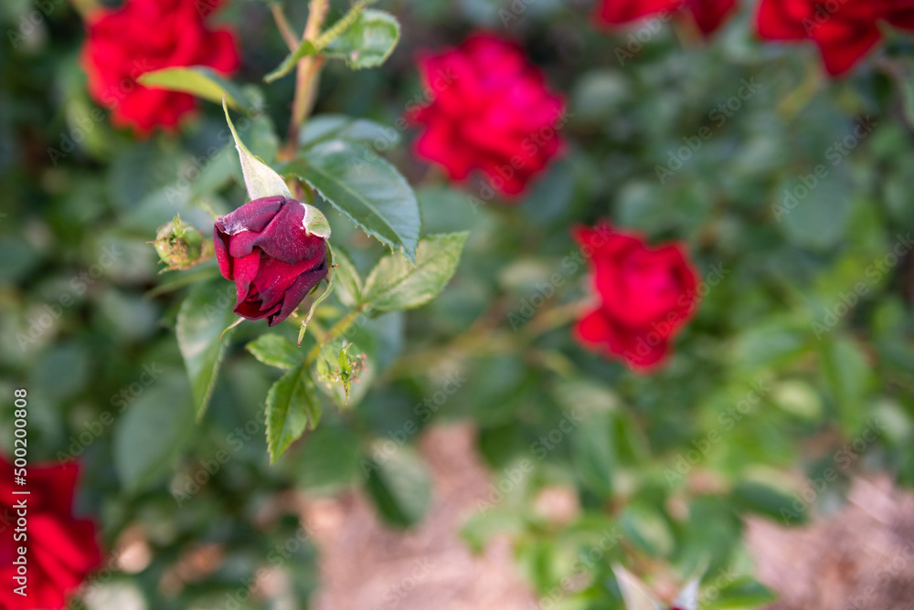 red rose in garden