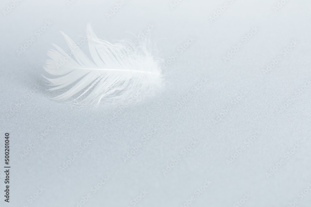 Delicate fluffy bird feather on a light blue gray background. The concept of lightness, airiness and softness. Copy space.