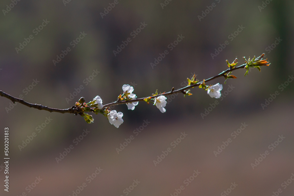 Almond blossom,blossoming almond branches, flowering on the branch of an almond tree.Beautiful spring floral , Natural light