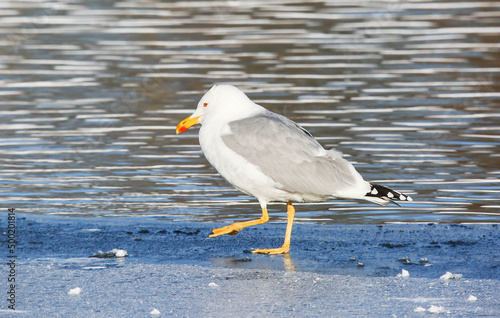 Valokuva Caspian gull differs from the Herring gull in insignificant color details, in pa