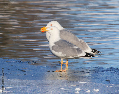 Принти на полотні Caspian gull differs from the Herring gull in insignificant color details, in pa