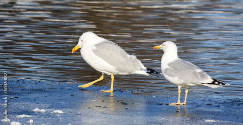Принти на полотні Caspian gull differs from the Herring gull in insignificant color details, in pa