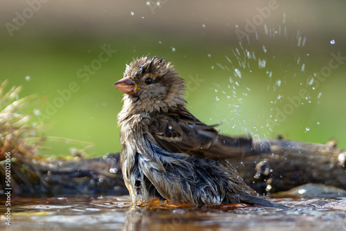 House Sparrow, female sprays water while swimming in a bird watering hole. Czechia. Europe. 
