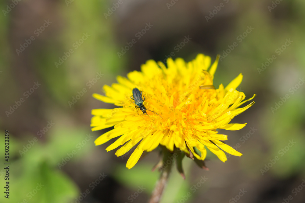 The common dandelion (lat. Taraxacum officinale), of the family Asteraceae. Central Russia. The common dandelion (lat. Taraxacum officinale), of the family Asteraceae. Central Russia.