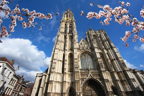 Antwerp city, Belgium. Spring time cherry blossoms. photo