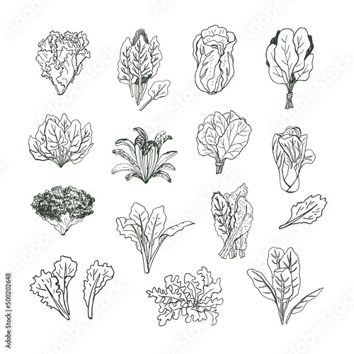 Vegetables green salad plant vector hand drawn illustrations line set