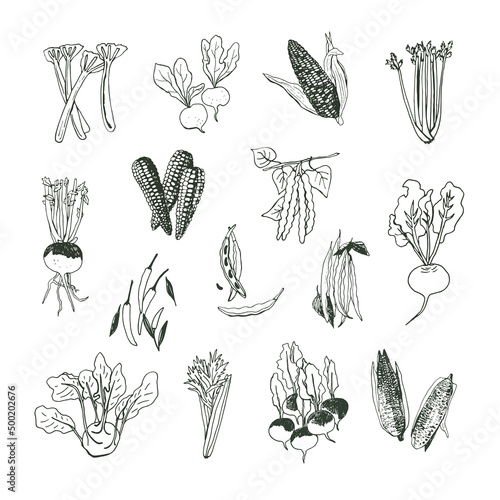 Vegetables vector hand drawn illustrations line set