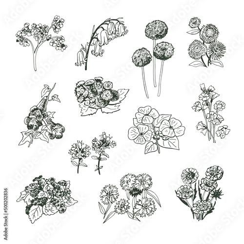 Fototapeta Naklejka Na Ścianę i Meble -  Garden flowers vector hand drawn illustrations line set
