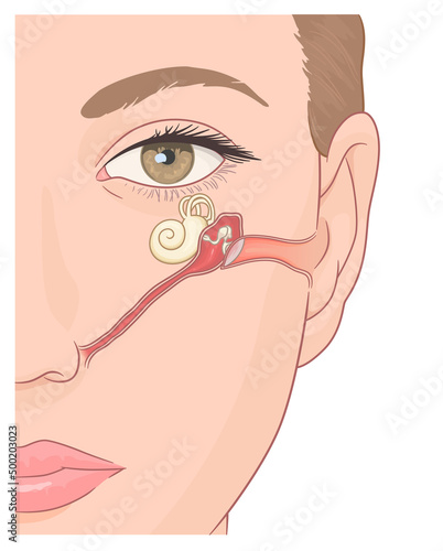 Human Eustachian tube with ear anatomy vector medical diagram. 