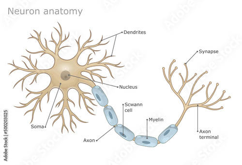 Neuron anatomy labeled medical vector illustration.